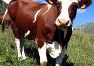 Новые молочно-товарные фермы могут стать гордостью Пензенской области