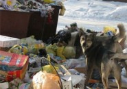 В мусорных проблемах города Пензы виноваты сами горожане