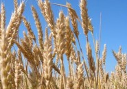Украина будет с зерном?