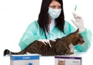 Лечение домашних животных в клинике