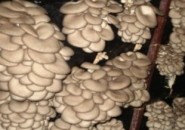 Успехи грибного бизнеса в Пензе