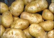 В Пензе планируют вырастить 85 тысяч тонн картофеля