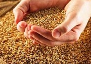 В Пензенской области намолотили 261 000 тонн зерна
