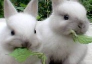Кролиководство в Пензенской области