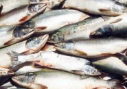 В Пензе произведут 2 тысячи тонн рыбы