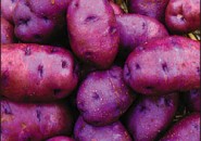 В Пензенской области вырастят фиолетовый картофель